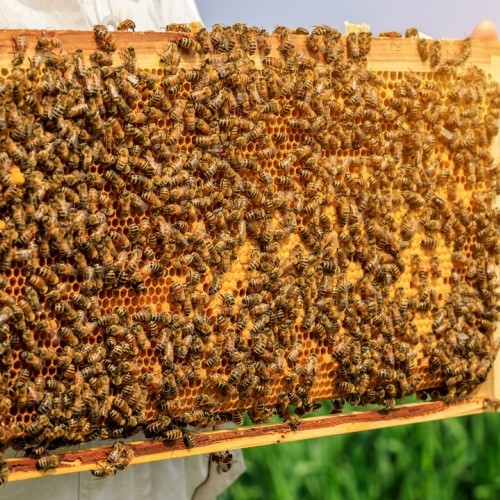 Május 20-a a méhek világnapja: tudtad, hogy ez a kezdeményezés Szlovéniából indult?