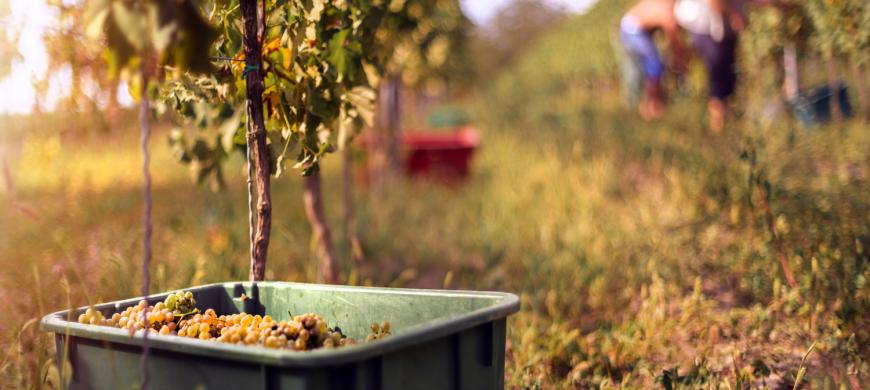 A szüret íze: történelmi rítusok és 2025 őszi fesztiváljai